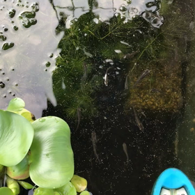 3代目メダカーズブラザーズ！の画像