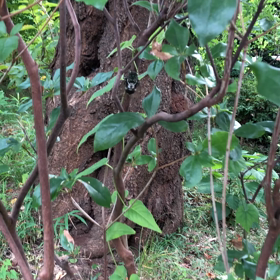 Sounds of summerの画像