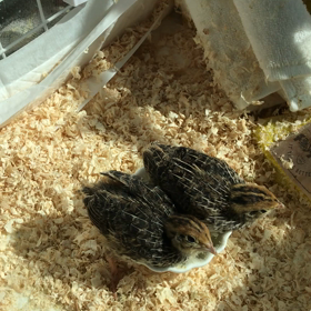 チビズをお迎えしての画像