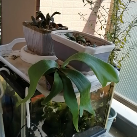 羽ばたくコウモリの画像