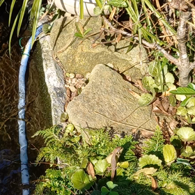 先日のこれは何？の画像