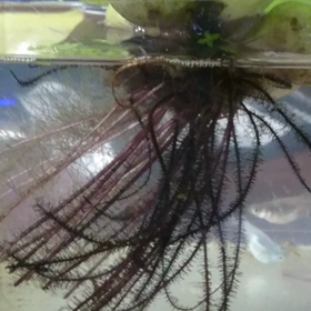 過抱卵なのか？の画像