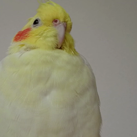 さびしくなってきた(´・c_・`)の画像