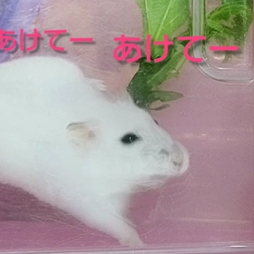 あおちゃんのお母さんの画像