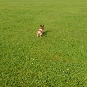 走りまくりました☆の画像