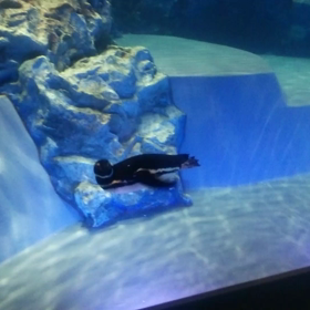 涼しげ動画を＠ご覧くださいの画像