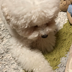 9月21日  待てをさせる動画の画像