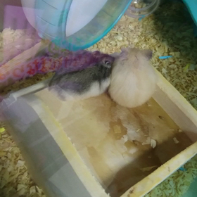 おっきくなりましたの画像