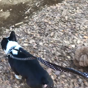 ♪お散歩動画♪代々木公園♪①の画像