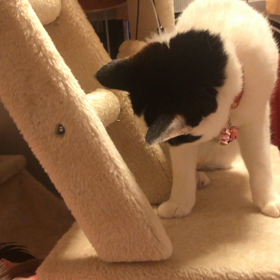 やる気出してにゃの画像