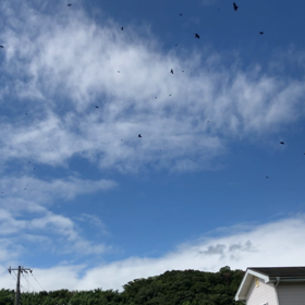 急に鳴き始めてビックリ！！の画像