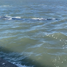 迷子のクジラ。の画像