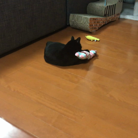 家猫修行の画像