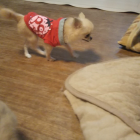 もえちゃん頑張ってくれましたの画像