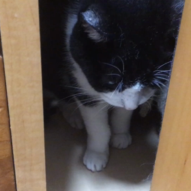 しまわれたいの画像