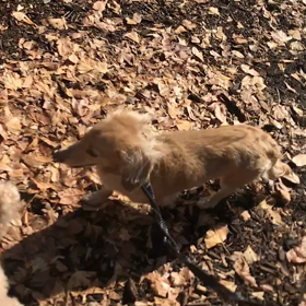 ♪お散歩動画♪代々木公園♪の画像