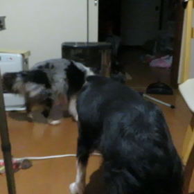 カリーネ追い払われるの画像