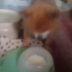 ｻﾌﾞﾛｳとﾅﾂｵの居る風景 その1の画像