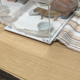 モカちゃん　カルシウムの粉舐めてるの画像