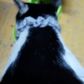 今日の猫達パート2の画像