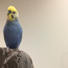 おしゃべりインコーズ。の画像