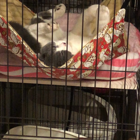 寝ぼける寝   ジャイちゃん❤️の画像