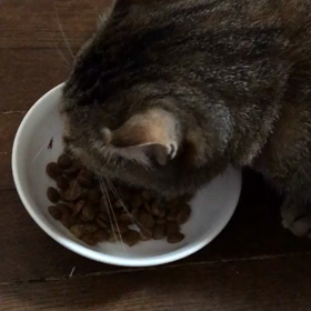 朝のカリカリ音♫の画像