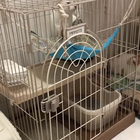 かわいい声の大むらくんの画像