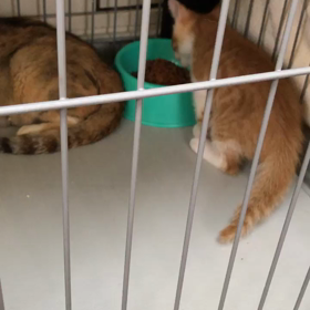 華音さんベビー大ハッスル！の画像