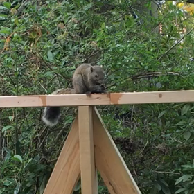 かわい過ぎるの画像