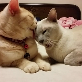 にゃかよしペロペロの巻ฅ(=･ω･=)ฅの画像