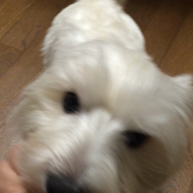 にんじんアンテナ。の画像