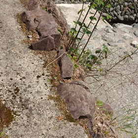 久しぶりにの画像