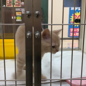 お泊り♡アルちゃんの画像