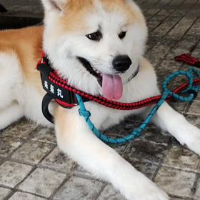 未来丸暑さに負けずに頑張りました＼(^o^)／飼い主主導の散歩に抵抗しながらも、ちゃんとついて来の画像