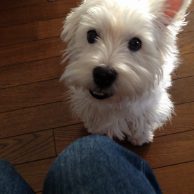 「散歩」の単語がわかりますの画像