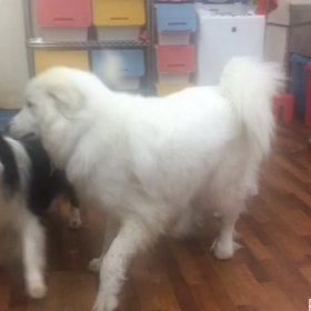 じゃれあいの画像