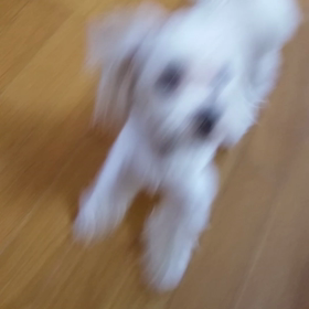 熱烈歓迎の画像