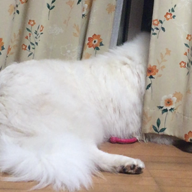 私はひまわりだよぉ〜の画像