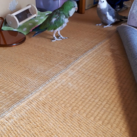 また勝った~♪の画像