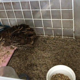 ピヨヨ体調不良から28日目の画像