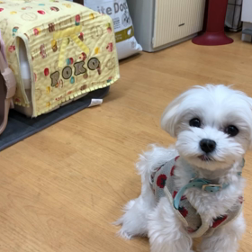 さすがポコ。の画像