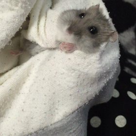 なっちゃんの手がの画像