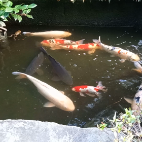大変！　池の水が減っています。の画像