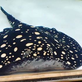 ダイヤモンドポルカ売約！！！の画像