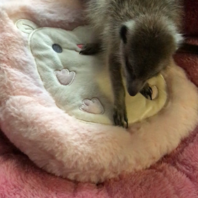 湯たんぽ♡の画像