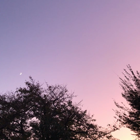 コウモリ見たことある？ （ 追加 動画あり ）の画像