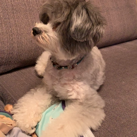 むぎのハジメテと威嚇の画像