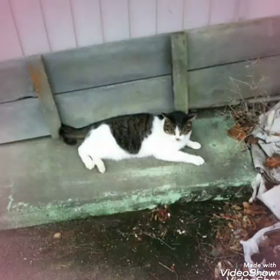 今日は野菜の日の画像