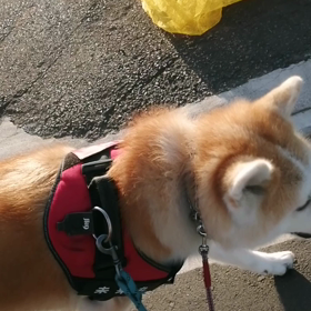 「主従関係より信頼関係」という記事を読んでなるほどと飼い主。「盗人にも3分の利」なら「ワンちゃんの画像